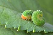 rozenbladwesp (caliroa aethiops) 8-2013 1765